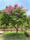 Лагерстремия (сирень) превосходная Speciosa 3964