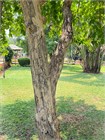 Лагерстремия (сирень) превосходная Speciosa 3964