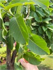 Лагерстремия (сирень) превосходная Speciosa 3964