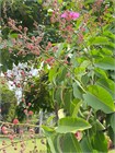 Лагерстремия (сирень) превосходная Speciosa 3964