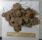Сандал красный, Pterocárpus santálinus 3917