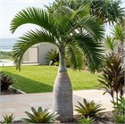 Гиофорба, бутылочная пальма 4120