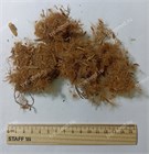 Олеандр обыкновенный, декоративный кустарник 1998