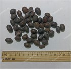 Лотос Орехоносный, Nelumbo nucifera 2008