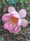 Лотос Орехоносный, Nelumbo nucifera 2008