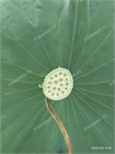 Лотос Орехоносный, Nelumbo nucifera 2008
