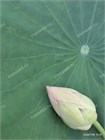 Лотос Орехоносный, Nelumbo nucifera 2008