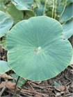 Лотос Орехоносный, Nelumbo nucifera 2008
