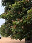 Альбиция Саман, (розовая акация) 4121