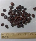 Тамаринд Индийский 2356