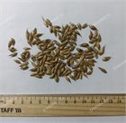 Бамбук Дендрокаламус гигантский 3951