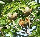 Хайя сенегальская (Африканский махагон), редкий вид 4123