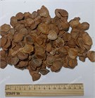 Хайя сенегальская (Африканский махагон), редкий вид 4123