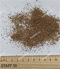 Полынь однолетняя (Artemisia annua) 4127