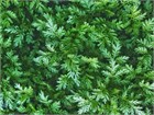 Полынь однолетняя (Artemisia annua) 4127