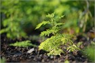 Полынь однолетняя (Artemisia annua) 4127