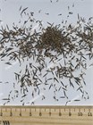 Бархатцы мексиканские (Tagetes minuta) 4128