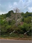 Баобаб африканский, Adansonia Digitata 2310