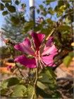 Баухиния пестрая Variegata (розовая орхидея) 3541