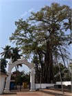 Фикус священный Religiosa 3925
