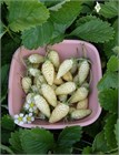 Земляника Ананасная 4134