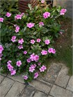 Катарантус розовый 3678
