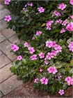 Катарантус розовый 3678