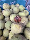 Орех чёрный 1732
