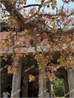 Триадика себифера (сапиум салоносный) 4072