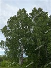 Береза повислая 3206
