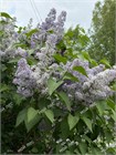 Сирень обыкновенная из Сибири 2223