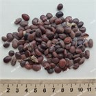 Баухиния заостренная Acuminata (белая орхидея) 4119