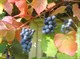 Виноград амурский, многолетний, морозостойкий, съедобный, декоративная лиана, реликтовый, медонос - фото 4504