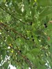 Шелковица белая (черные плоды) форма крупнолистная - фото 4573