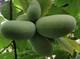 Азимина трилоба (банановое дерево), морозостойкое, сладкие, крупные плоды - фото 4614