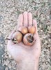 Мушмула Германская, сортовая, крупноплодная, съедобная, зимостойкая, медонос - фото 4617