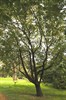 Коричник камфорный (Камфорное дерево) - фото 4708