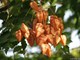 Кельрейтерия метельчатая (мыльное дерево) - фото 4861