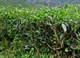 Камелия Китайская (Чай из Адыгеи) - фото 4925