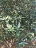 Дуб Каменный, вечнозеленый, съедобный, лекарственный, кормовой, долгожитель, бонсай - фото 4938