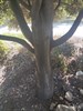 Дуб Каменный, вечнозеленый, съедобный, лекарственный, кормовой, долгожитель, бонсай - фото 4939
