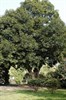 Японский вечнозеленый дуб - фото 4945