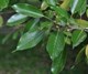 Японский вечнозеленый дуб - фото 4946