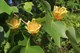 Лириодендрон тюльпановый, морозостойкий, декоративное дерево, медонос - фото 4950