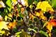 Ликвидамбар смолоносный, морозостойкий, декоративное дерево - фото 4976