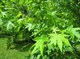 Ликвидамбар смолоносный, морозостойкий, декоративное дерево - фото 4977