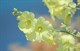 Шток-роза морщинистая - фото 5015