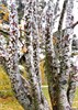 Сосна Бунге, морозостойкая, вечнозеленая, декоративная, долгожитель, священное дерево, бонсай - фото 5033