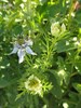 Нигелла посевная, декоративные цветы, лекарственная, масличная, медонос - фото 5064