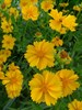 Кореопсис крупноцветковый, декоративные цветы, пряность, медонос - фото 5075